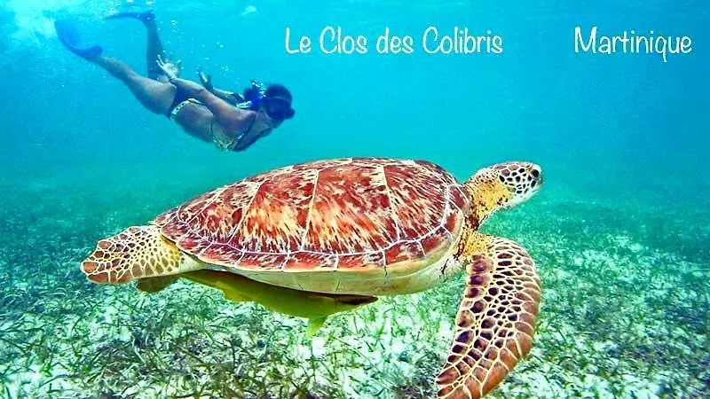 Lodge Colibris: Panoramic Sea and Mountain Views near Caribbean Beach Le Carbet